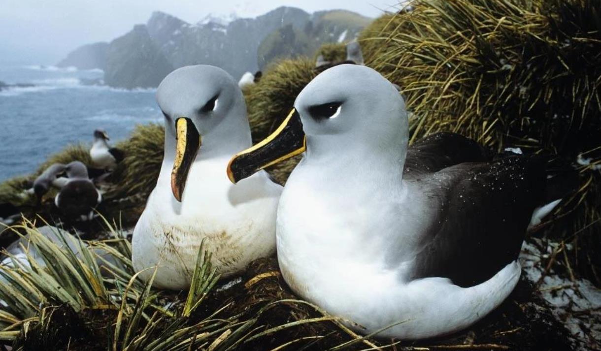 Introduction to Bird Photography with Ben Osborne at WWT Martin Mere