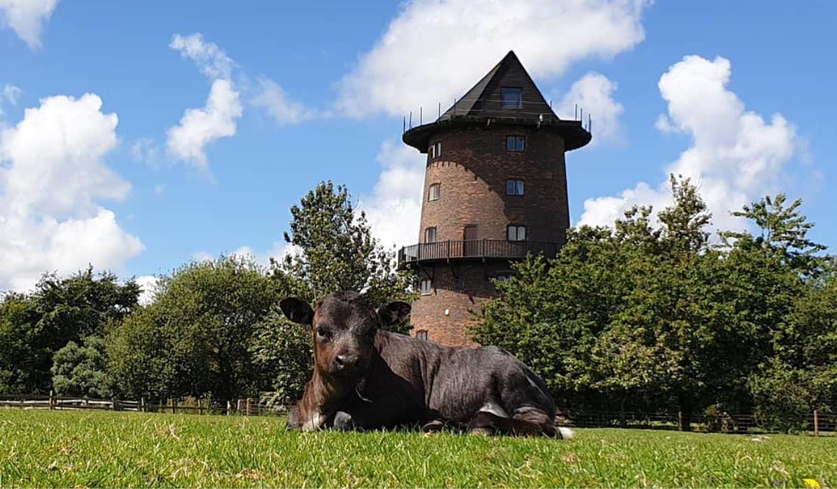 Windmill on the Farm