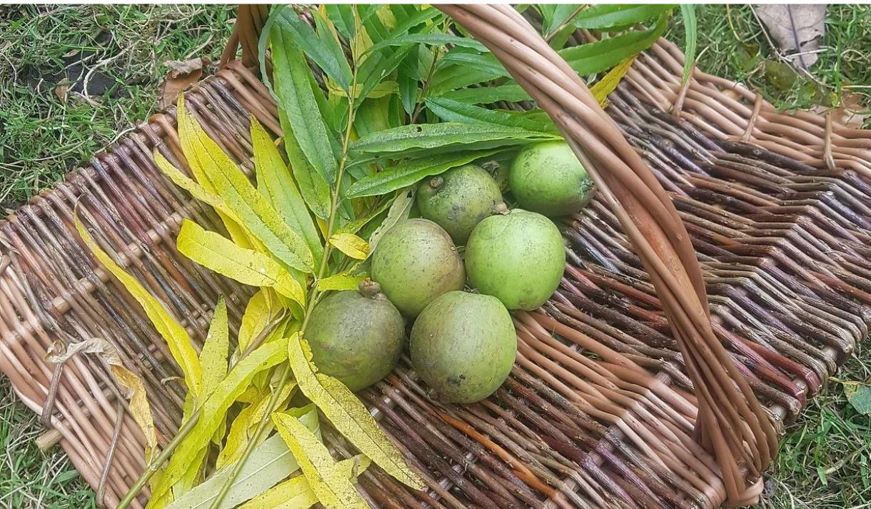 The Rewilding: Traditional English Willow Trug Basket Workshop