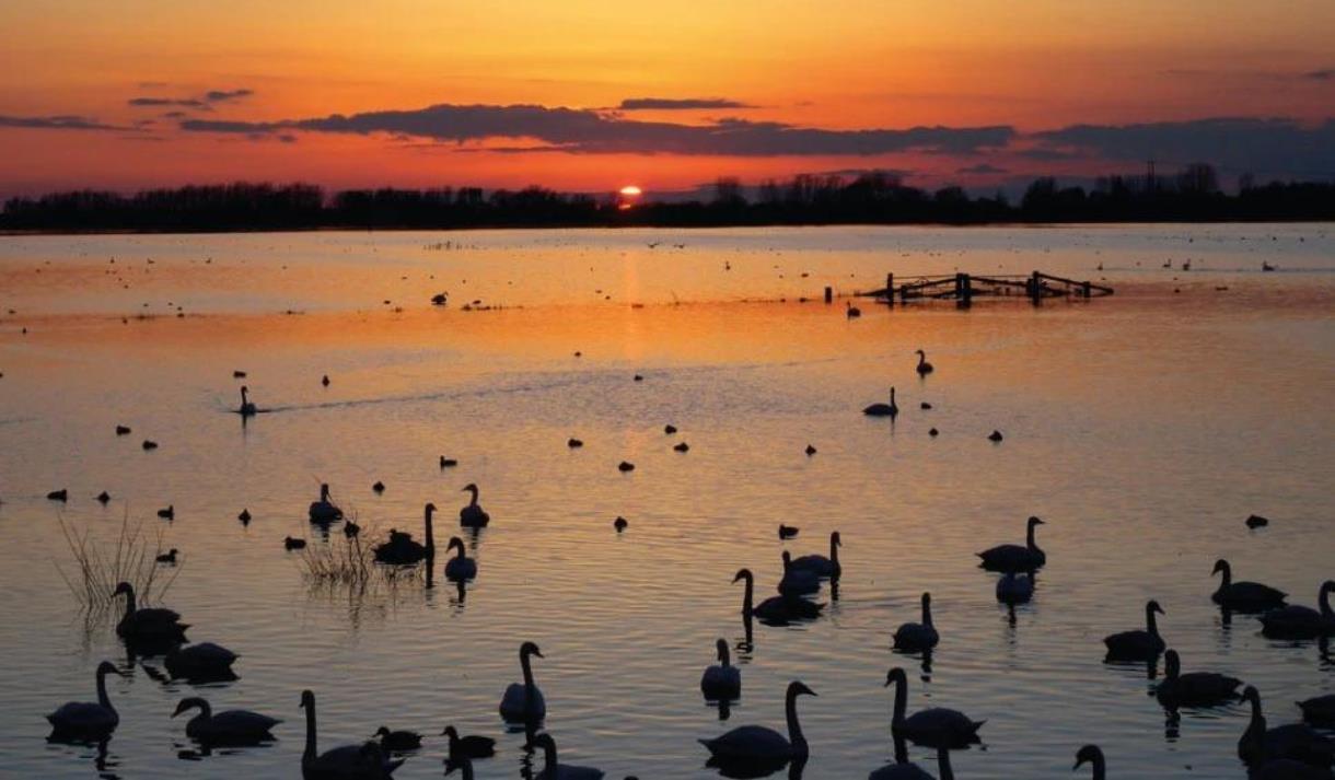 Floodlit Swans at WWT Martin Mere Wetland Centre