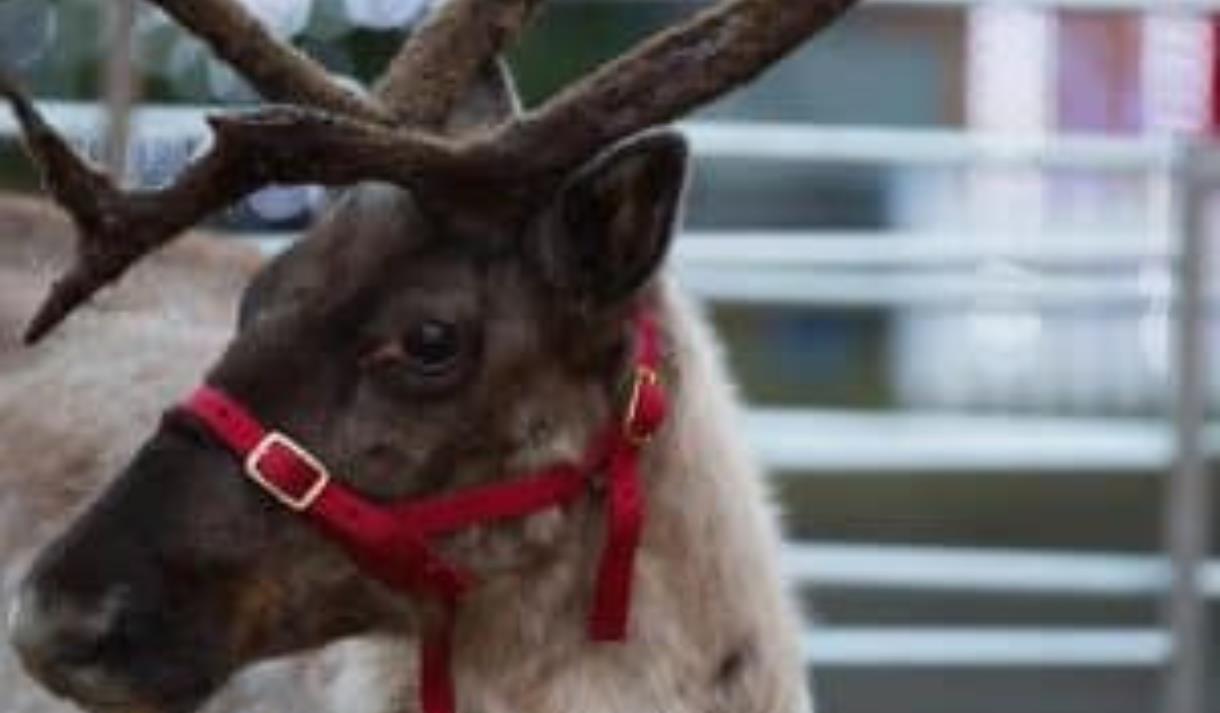 Magical Festive Farm at Cedar Farm