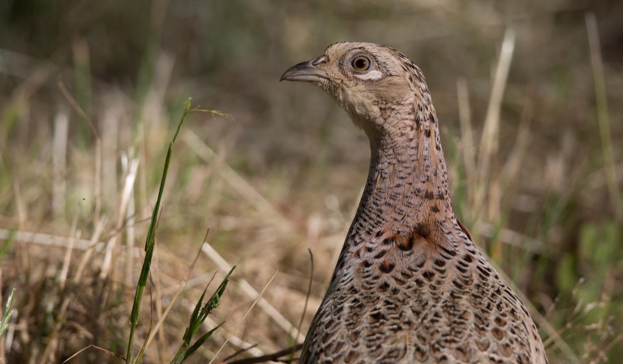 A Celebration of the Opening of Game Season at Northcote