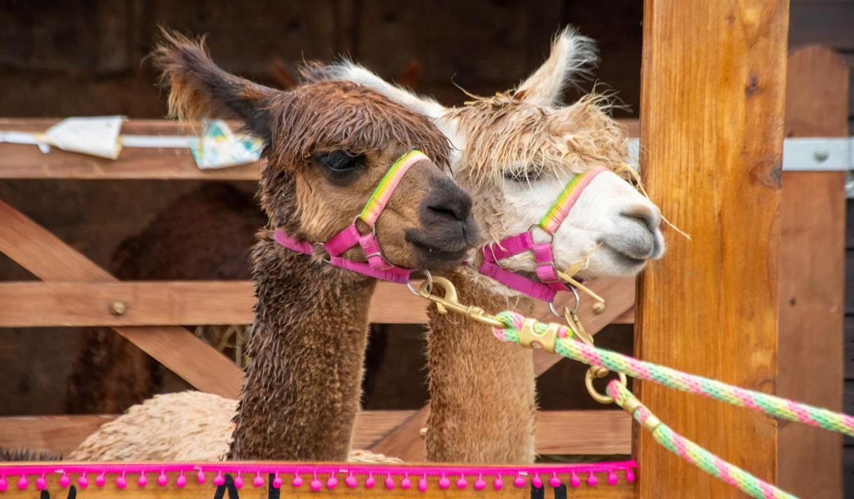 Lowlands Farm Alpacas