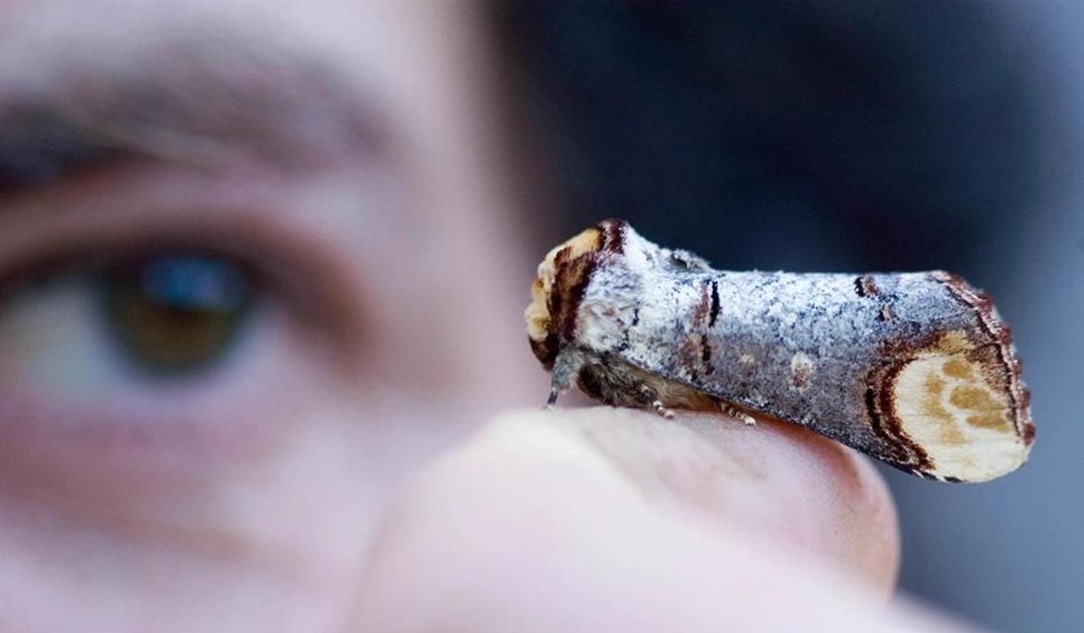 Moth Trapping at WWT Martin Mere