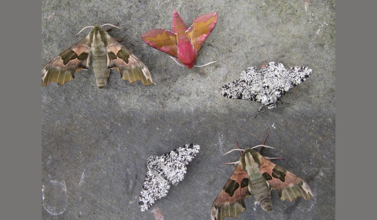 Macro Moth Workshop