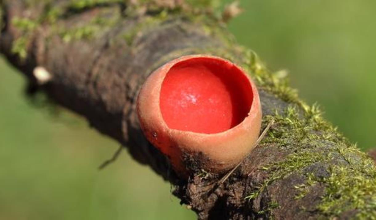 Family Fungus Day at Mere Sands Wood
