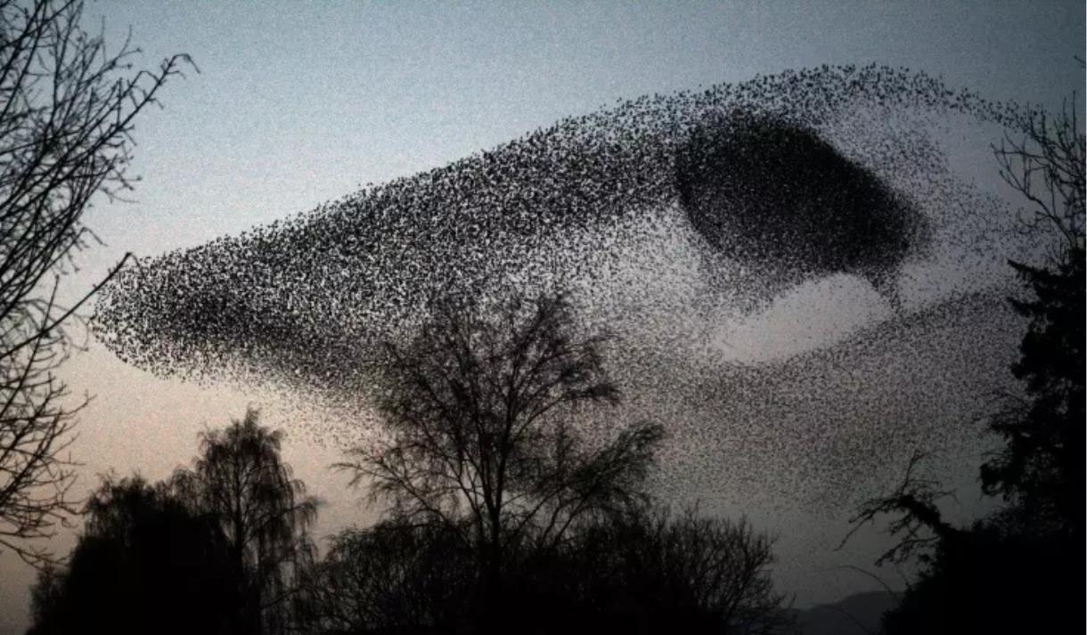 Darren Andrews and Dave Shooter/Guerrilla Biscuits: Murmurations