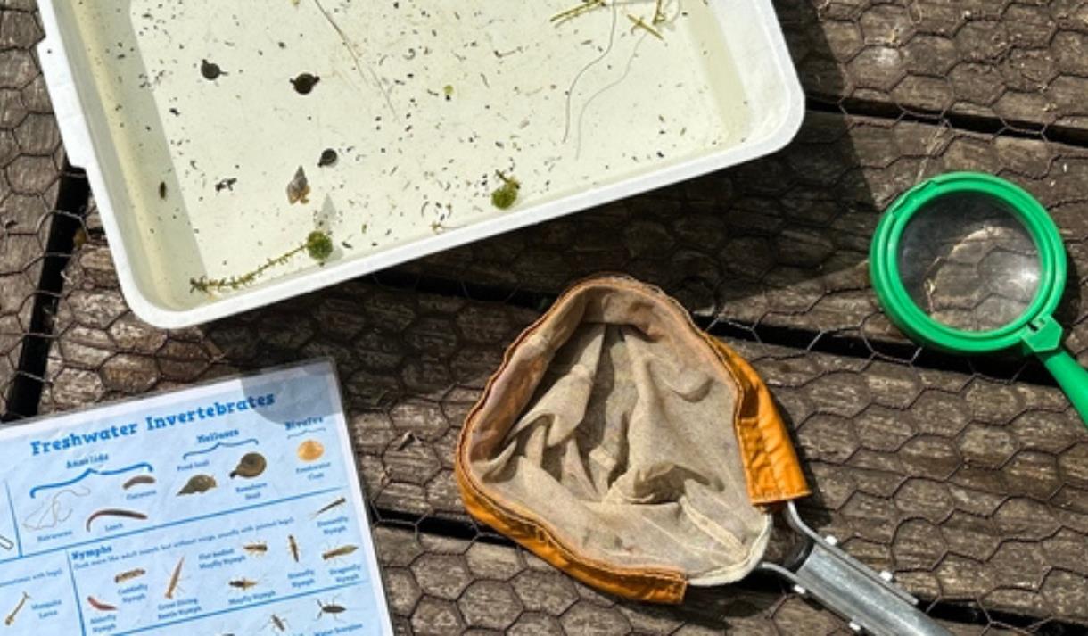 Pond Dipping at Brockholes