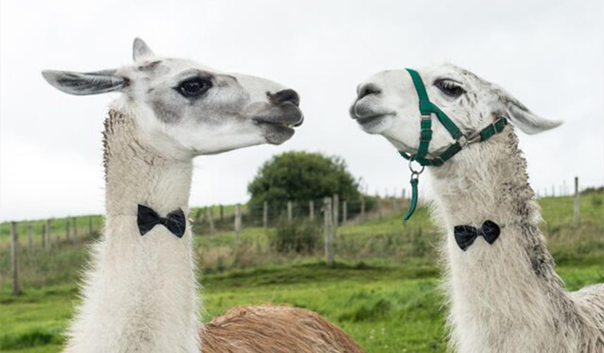 Mother's Day Afternoon Tea - The Wellbeing Farm