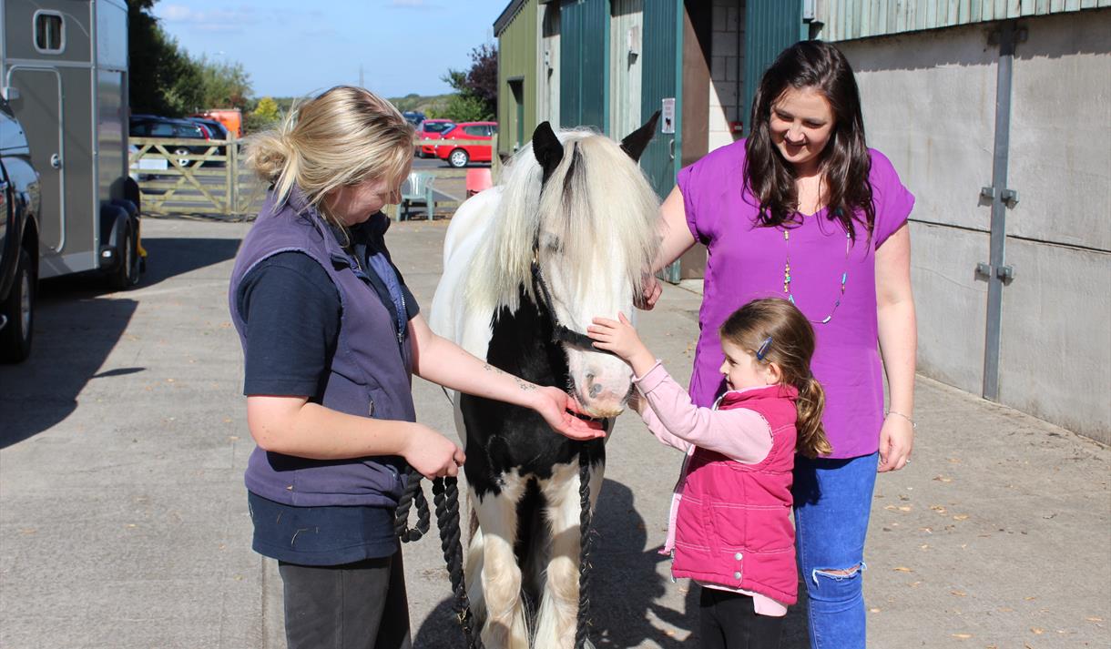 Horse at World Horse Welfare Penny Farm