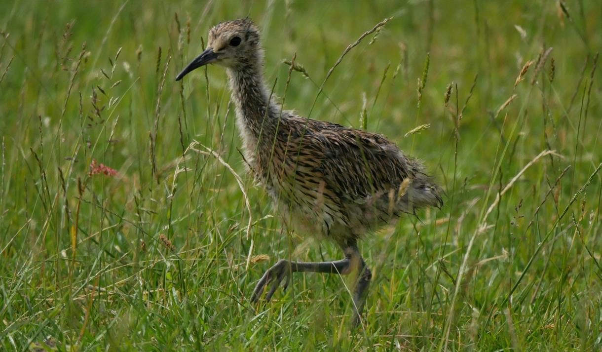 RSPB Bowland Farmer Wader Walk