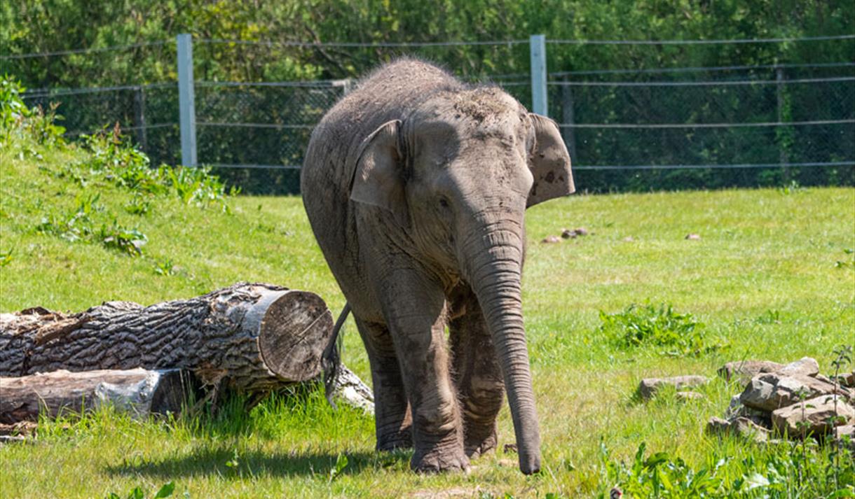 Elephants