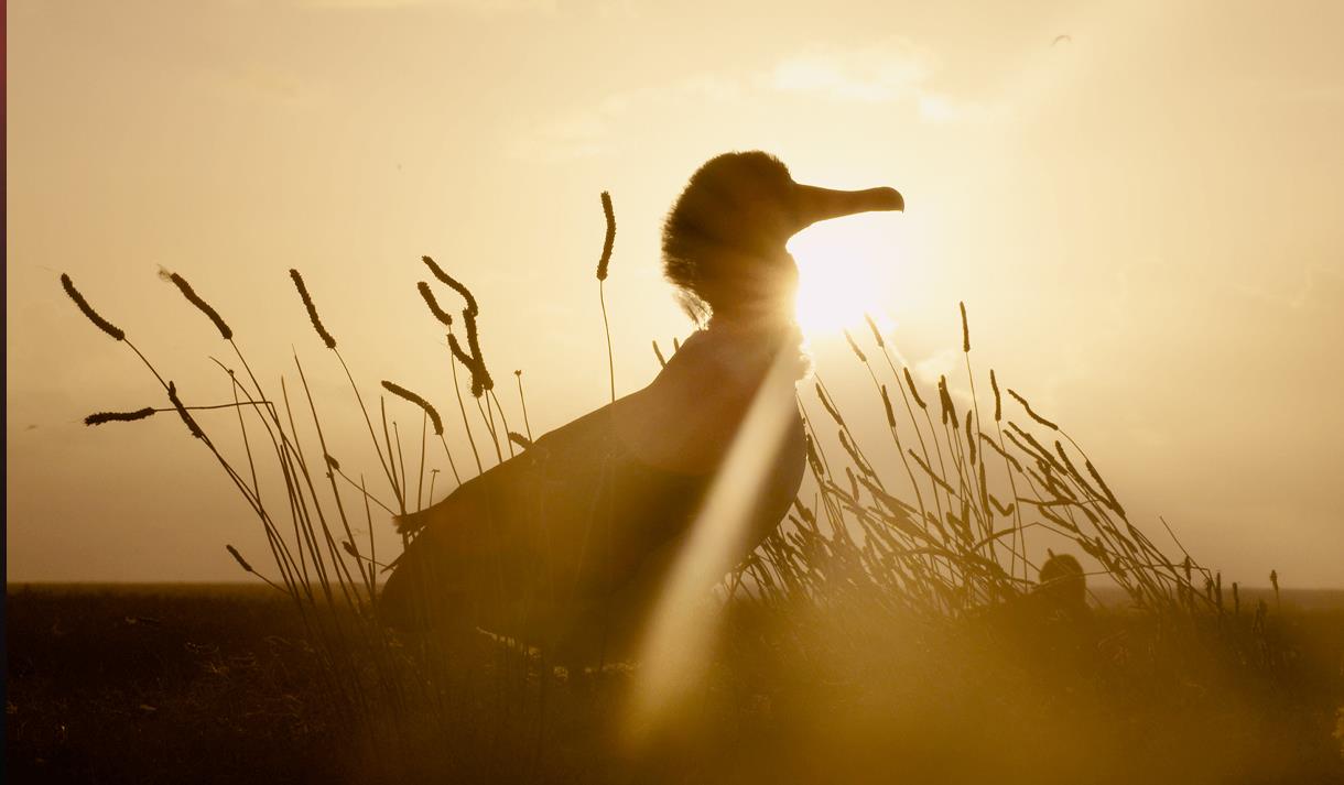 Documentary: Albatross