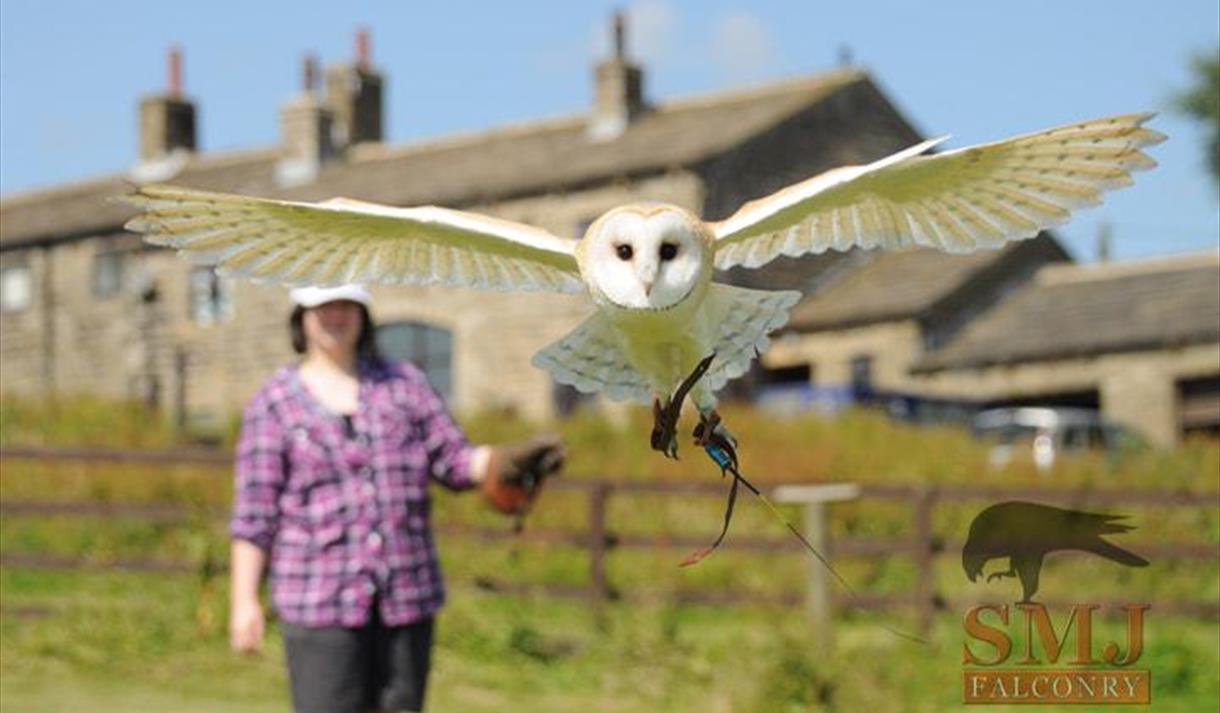 S M J Falconry Display