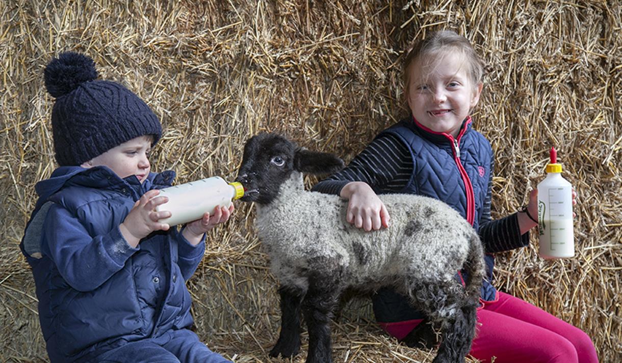 Windmill Animal Farm: lambing at half-term 2024