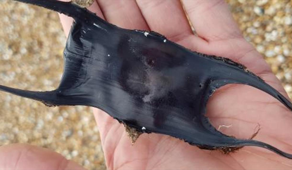 Great Easter Eggcase Hunt at Rossall Point Observation Tower