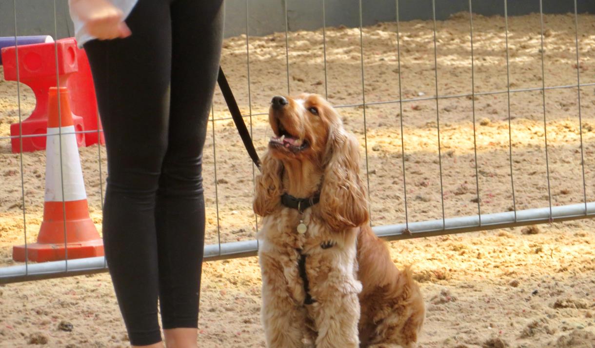 Companion Dog Show