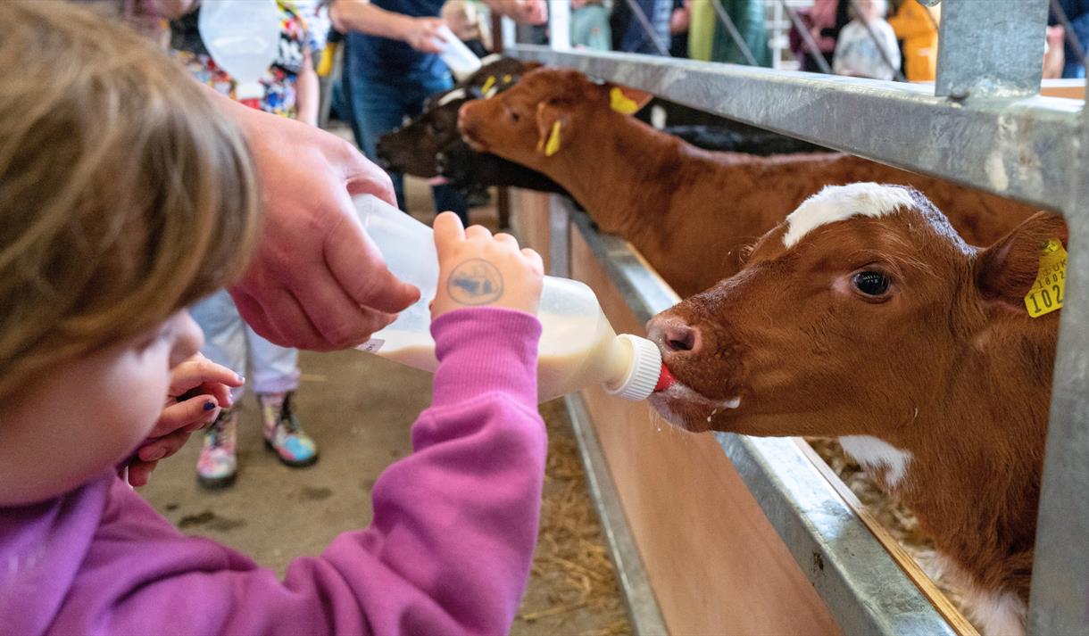 General admission and Calf Feeding at Mrs Dowsons