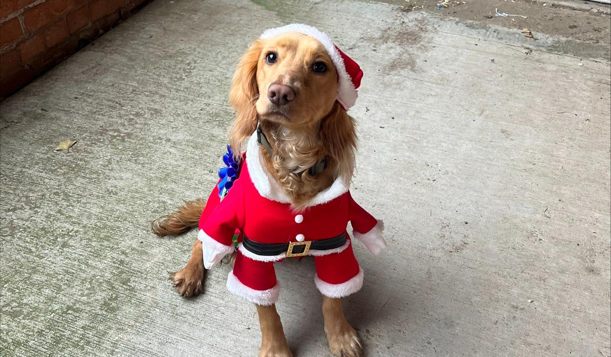 Happy Hounds Christmas Party at Penny Farm