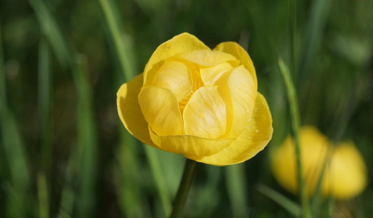 Festival Bowland 2022 - Clearbeck Open Gardens