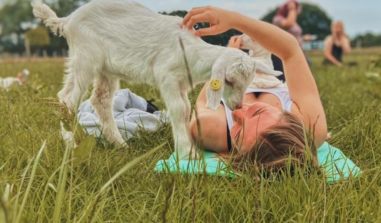 Goat Yoga at Mrs Dowsons Farm Park