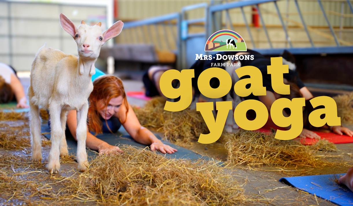 Goat Yoga