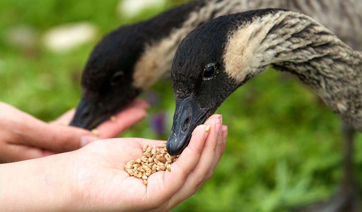 Wwt Martin Mere Wetland Centre Nature Reserve In Nr Ormskirk Burscough Visit Lancashire