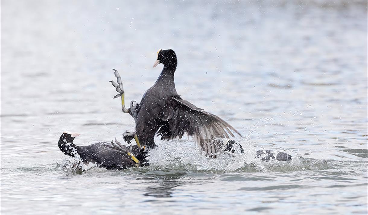 Wildlife Photography Workshop at WWT Martin Mere