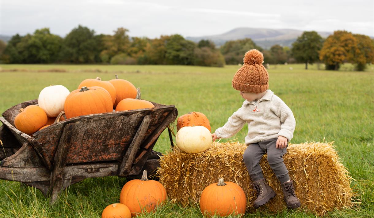 Pumpkins and Picnics