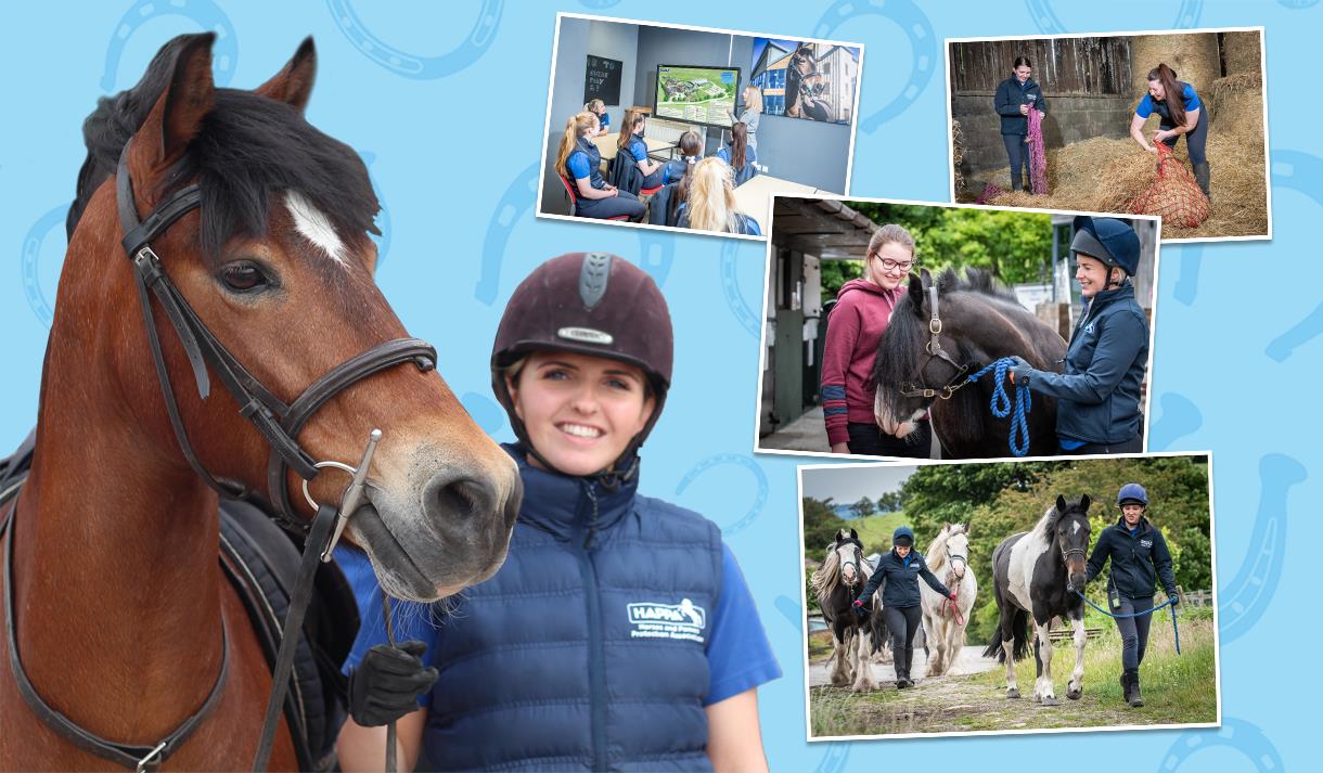 Beginners Guide to Horse & Pony Care