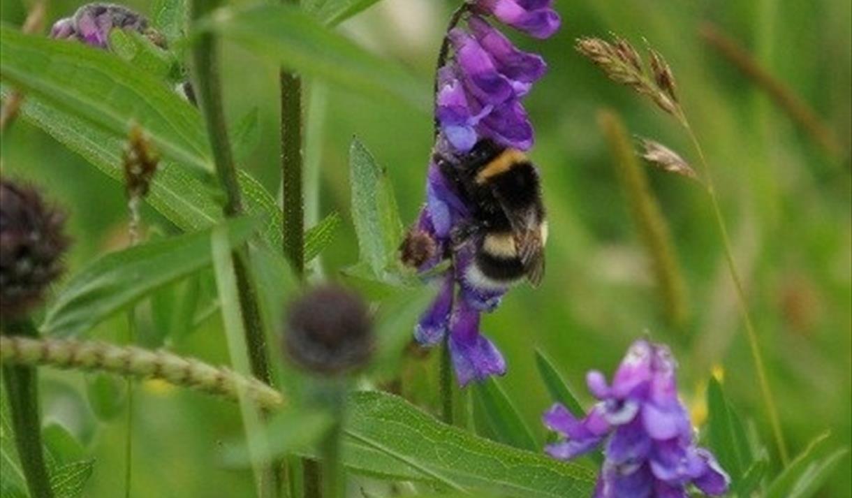 White-tailed bumblebee (Bombus lucorum) on vetch flower.