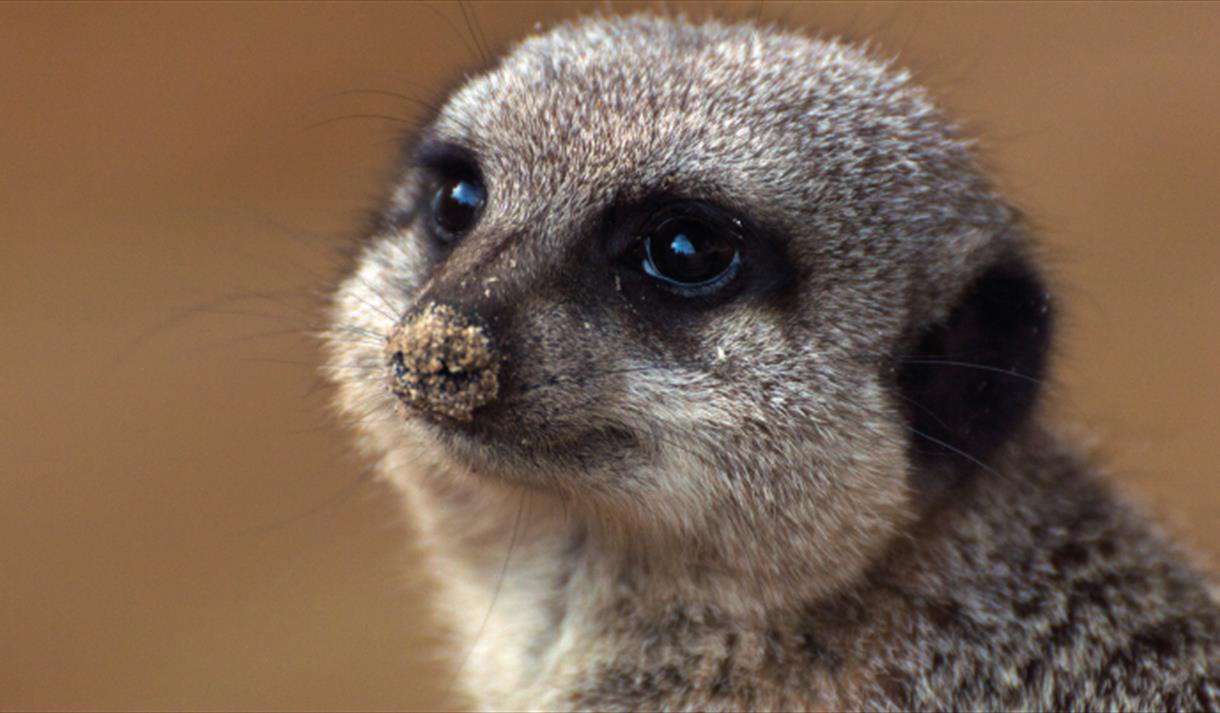 Meerkat