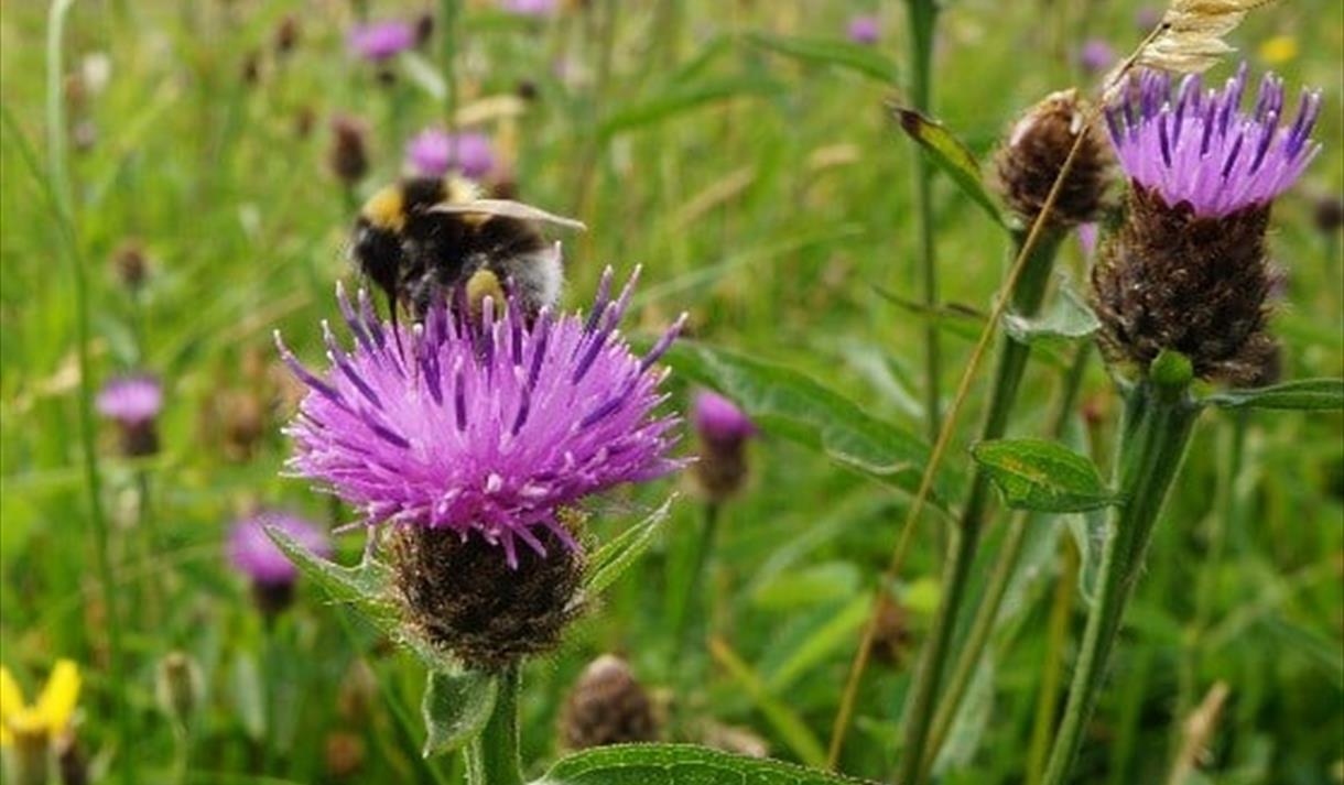 Festival Bowland 2022 - Bumblebee Spotting Walk