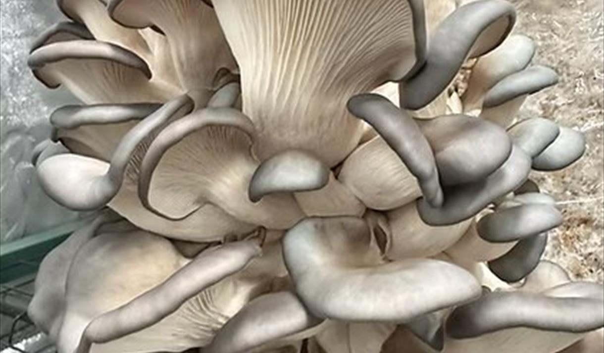 Mushroom Talk, Tasting & Growing Workshop