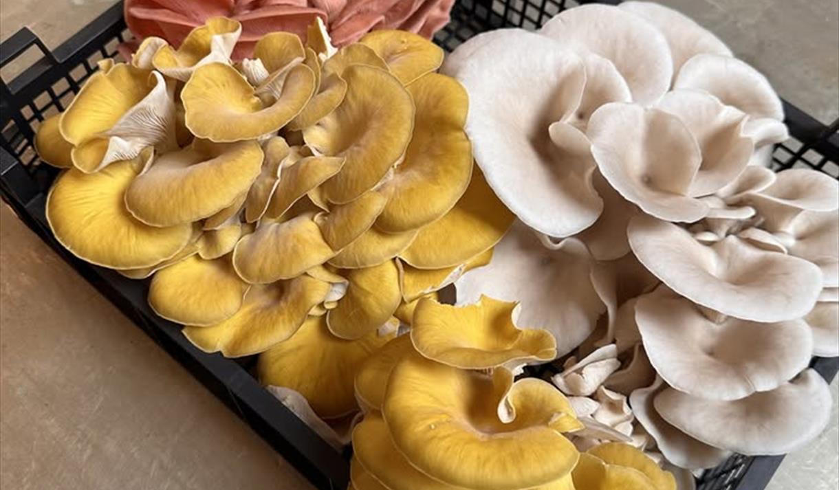 Mushroom Talk, Tasting and Growing Workshop