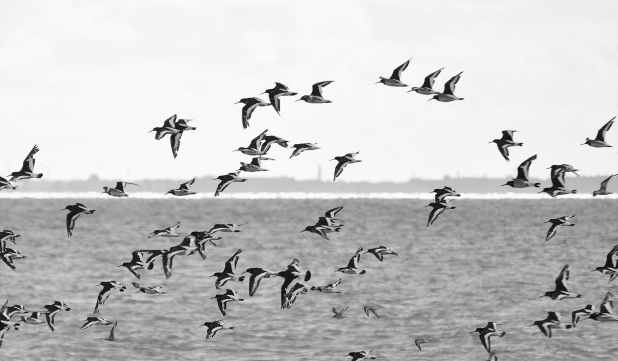 Family Bird Walk from Heysham Nature Reserve