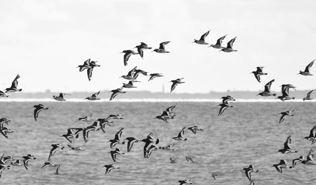 Summer Family Bird Walk from Heysham Nature Reserve