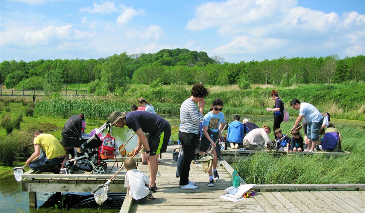 Pond Dipping at Brockholes