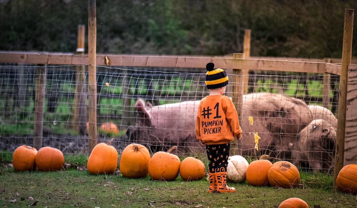 Pumpkin Festival at Ridgeway Farm