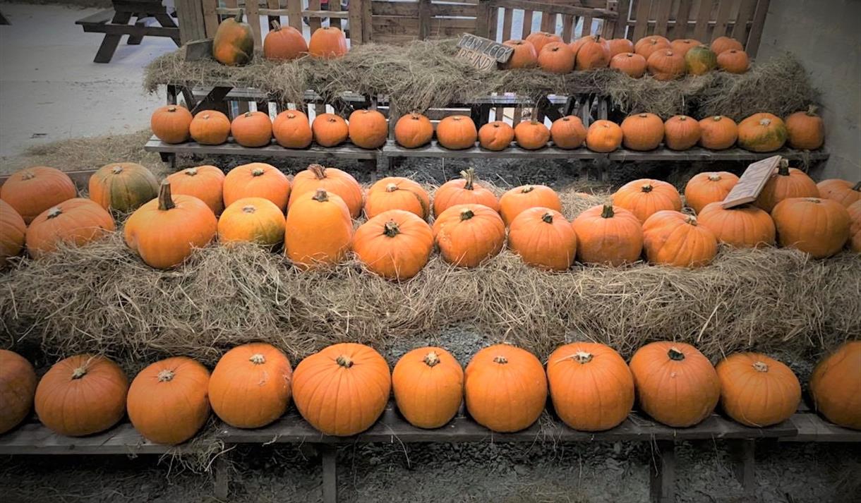 Bowland Wild Boar Park Spooktacular