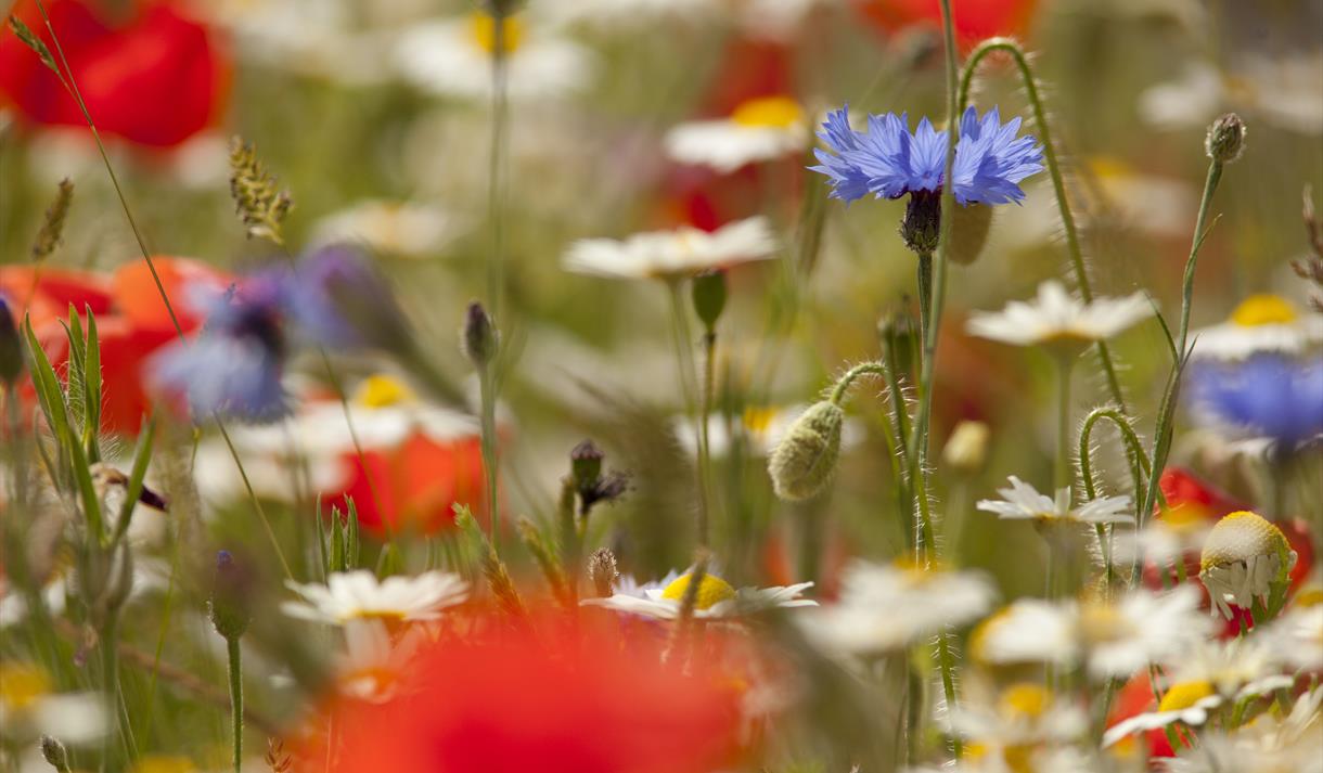 Introduction to Wild Flowers at Brockholes Reserve