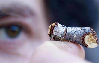 Moth Trapping at WWT Martin Mere