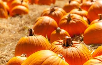 Pumpkin Picking at Greenlands Farm