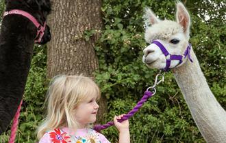 The Alpaca Walking Experience