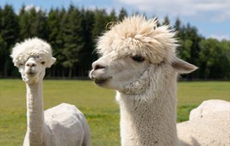 Open Farm Sunday