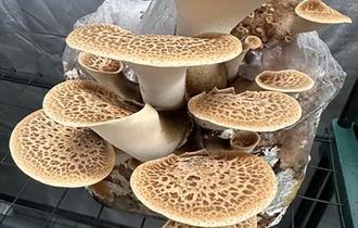 Mushroom Talk, Tasting and Growing Workshop