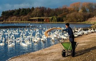 Whooper Swan and Wild Bird Feed at WWT Martin Mere