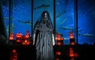 Ascarium: After Dark at Sea Life Blackpool