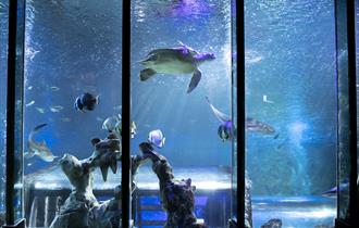 Turtle Rescue at Sea Life Blackpool
