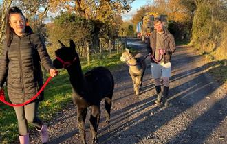 The Alpaca Walking Experience